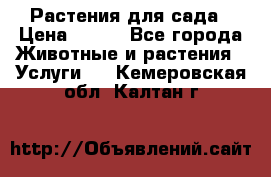 Растения для сада › Цена ­ 200 - Все города Животные и растения » Услуги   . Кемеровская обл.,Калтан г.